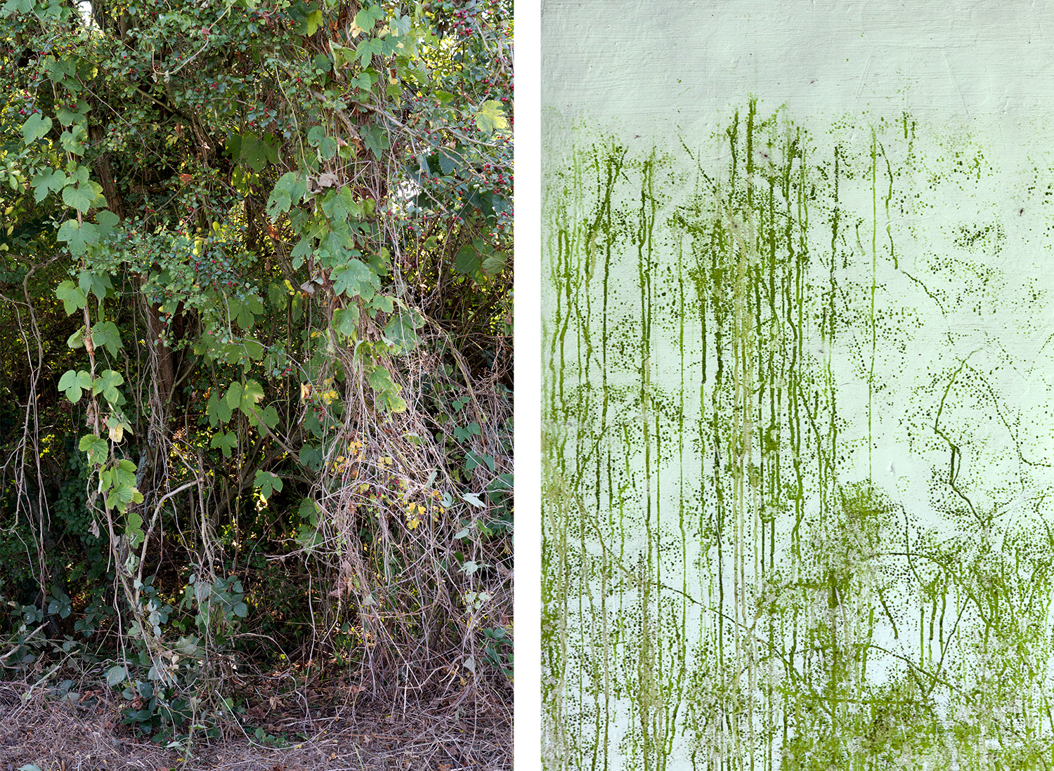 Thicket & Seaweed vegetation