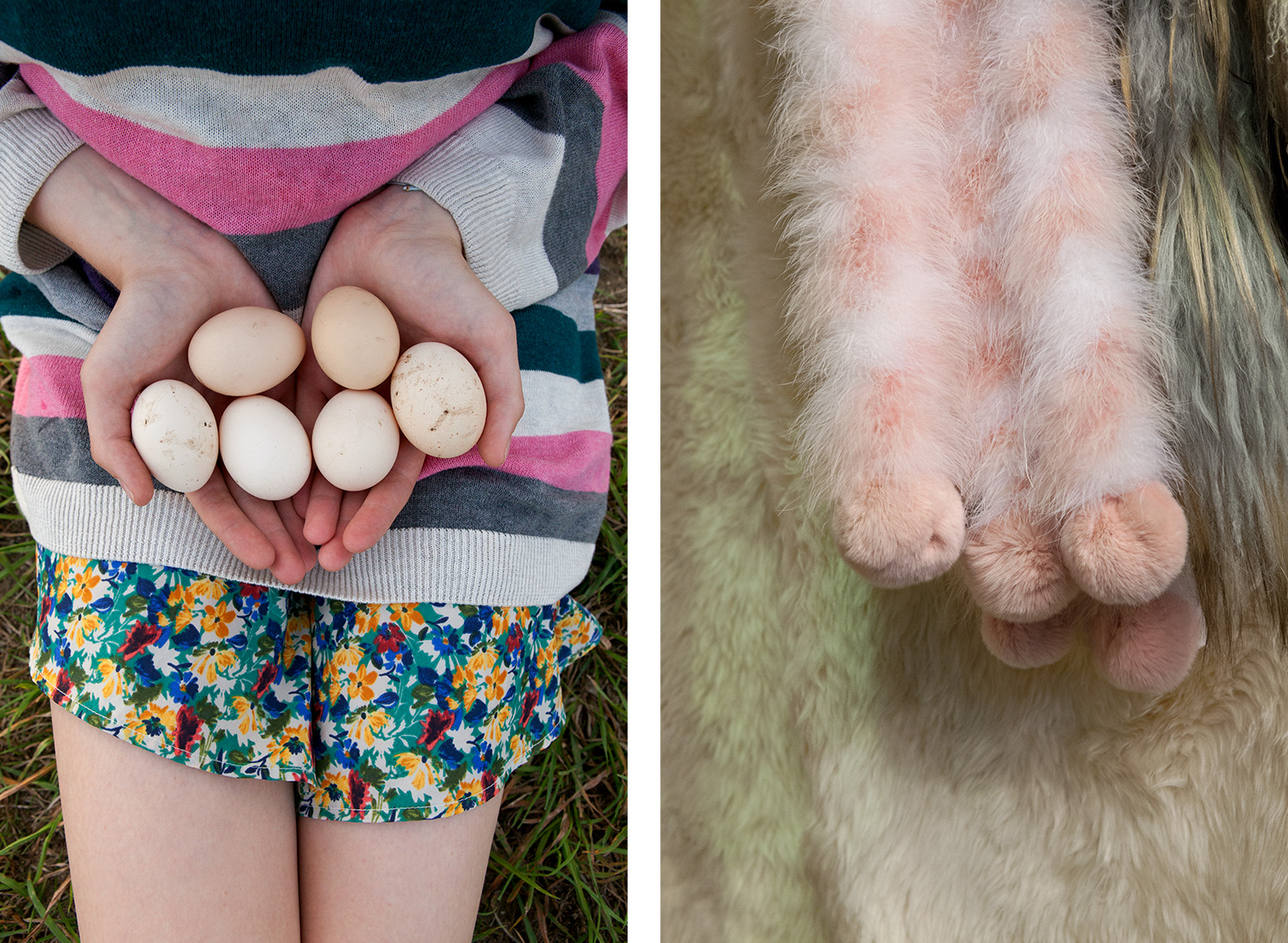 Eggs & Fur balls
