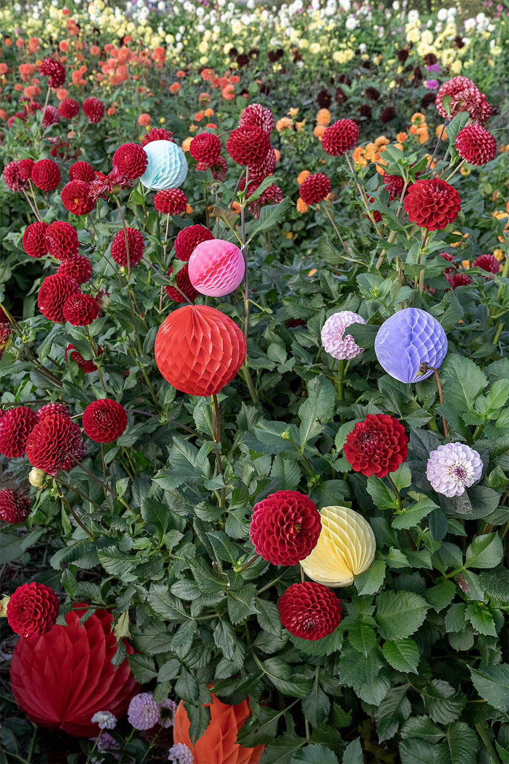 Party Decoration, Honeycomb balls