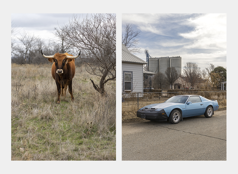 Cars & Cows